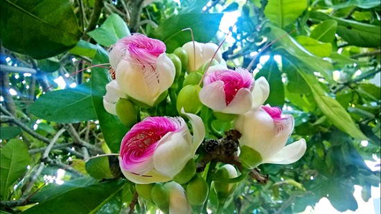 [Image: hoa-bang-vuong-1.jpg]