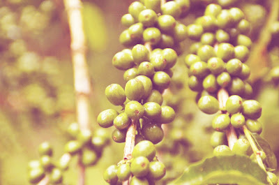 Green Coffee Bean Plant