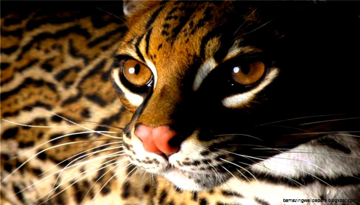 Beautiful Animals Cool Set Of Wild Animal Wallpapers YouTube Beautiful Animals Cool Set Of Wild Animal Wallpapers YouTube