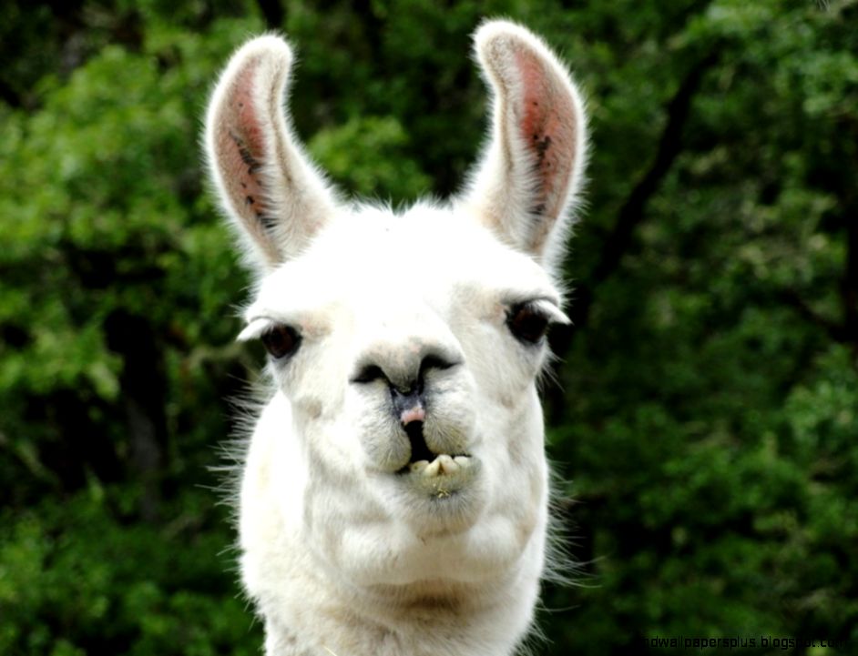 Funny Llama Pictures Image Gallery ImgGrid Funny Llama Pictures Image Gallery ImgGrid