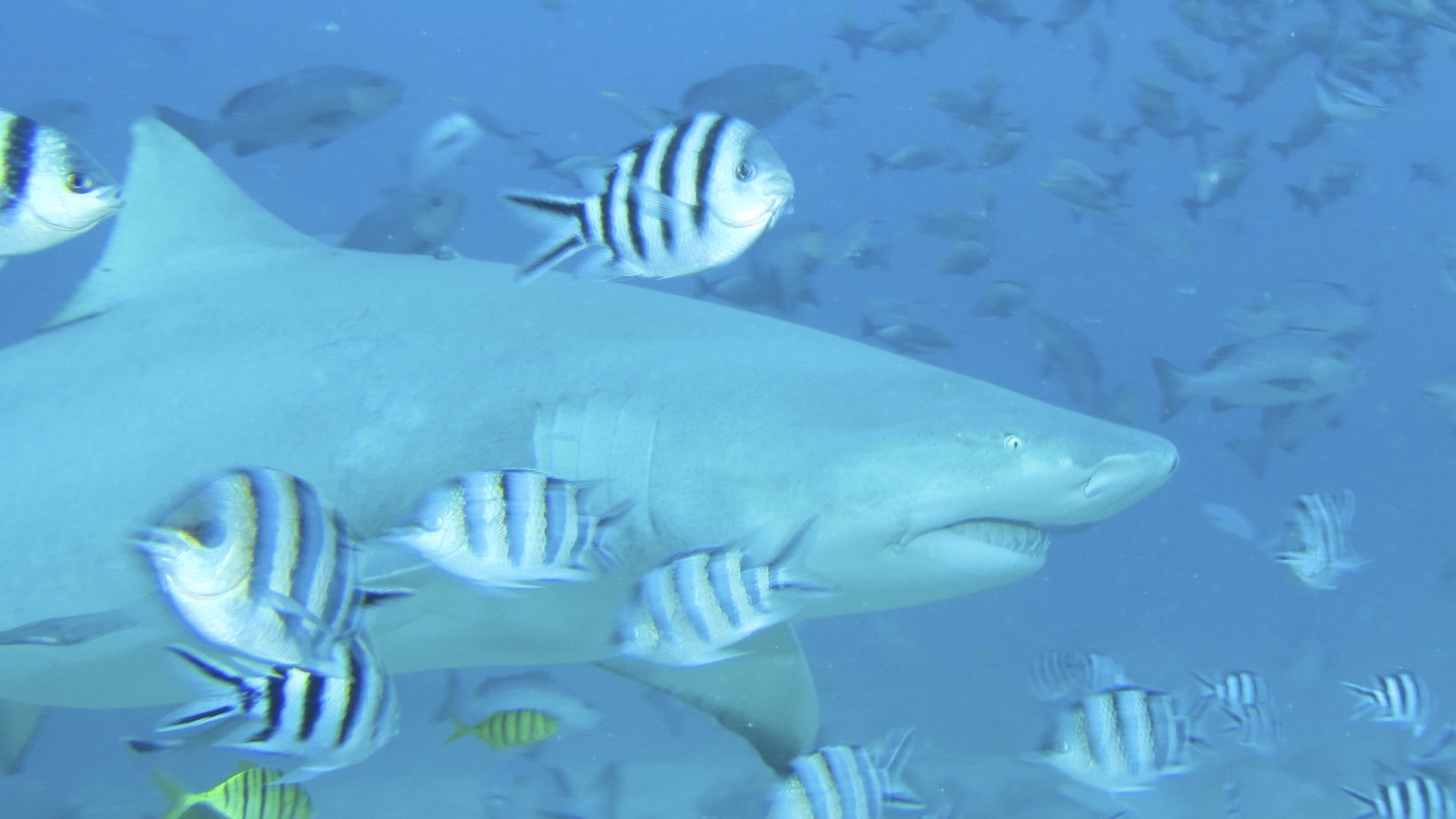 download innovation networks