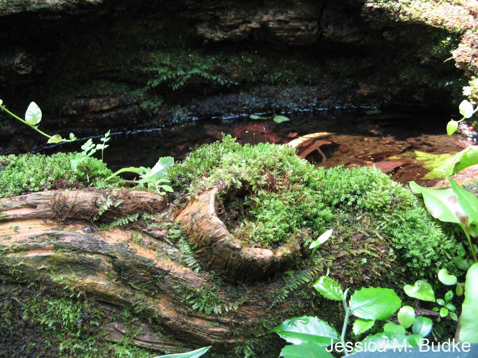 Moss Plants and More 2011