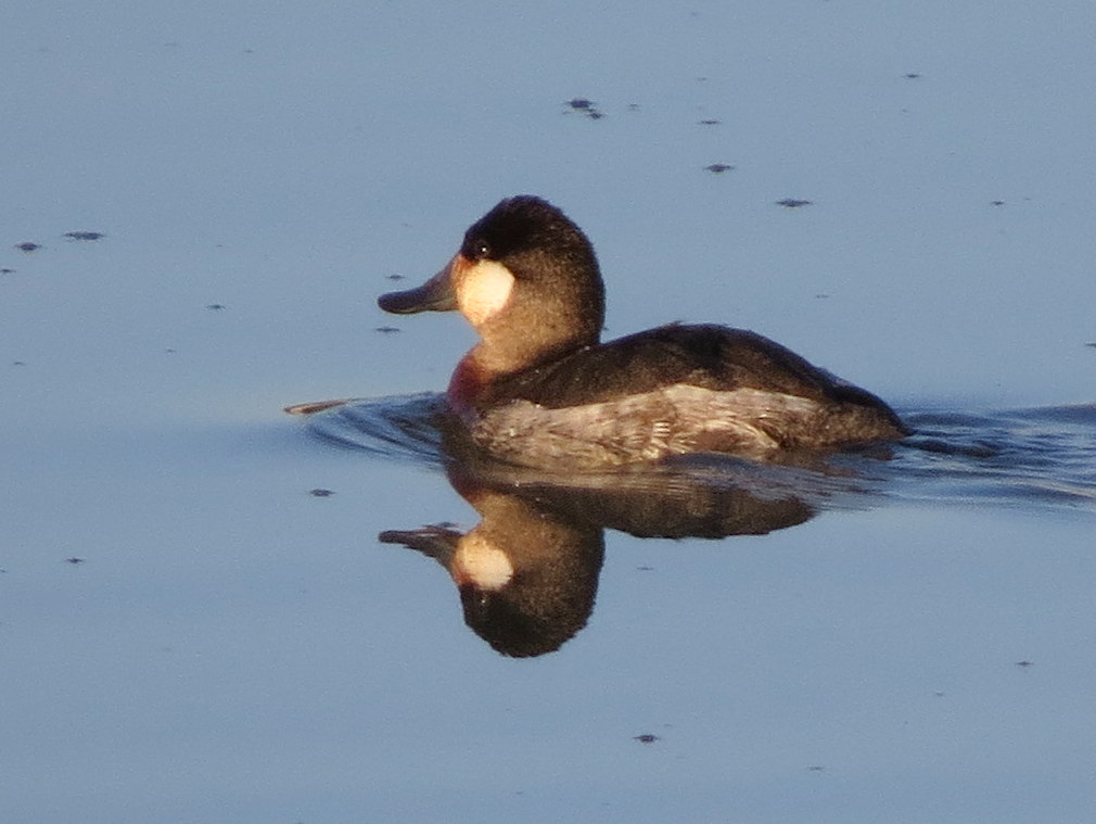 SE Texas Birding & Wildlife Watching Winter Ducks Are Back