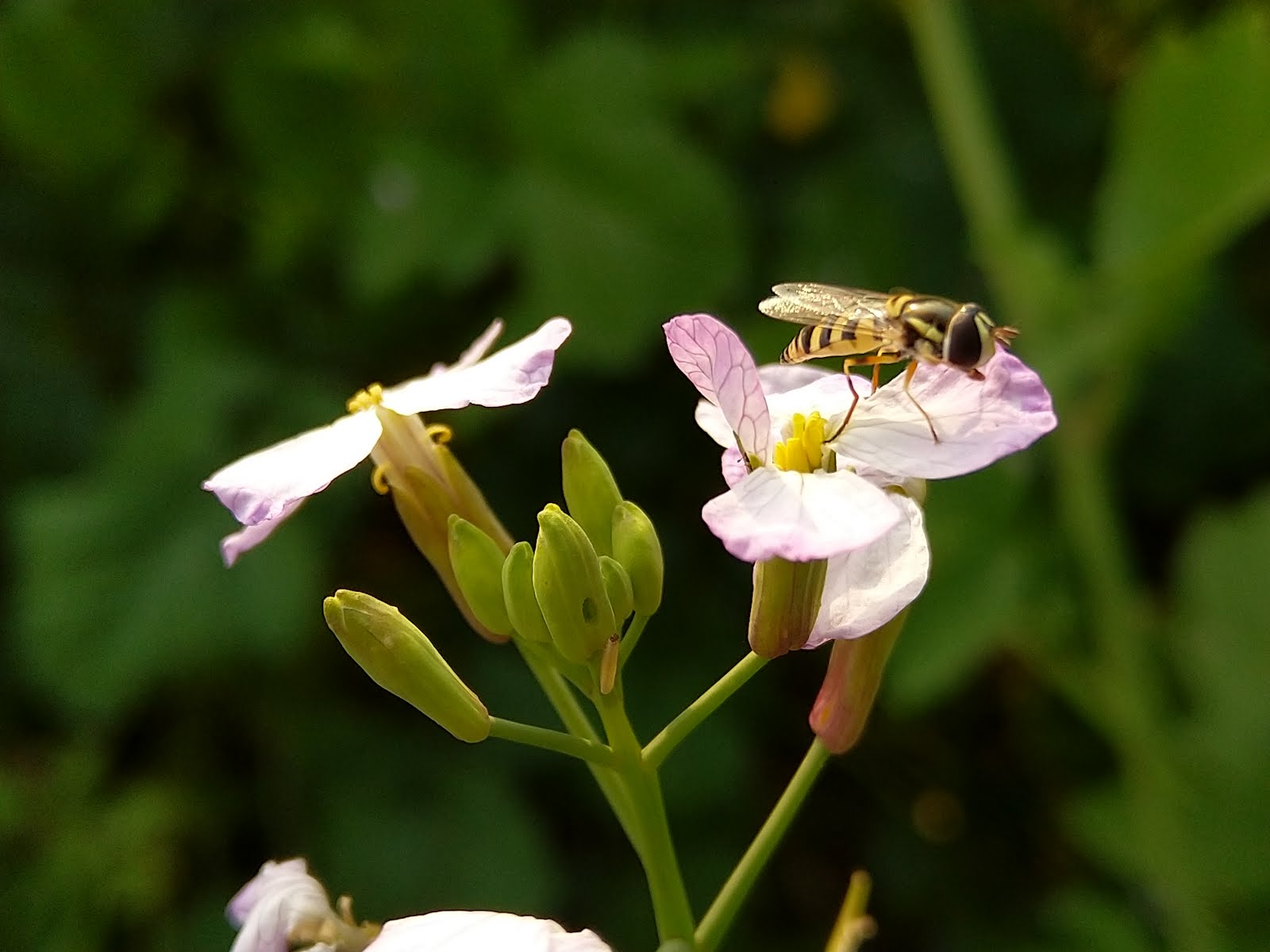 Honey Bee / Natures Beauty