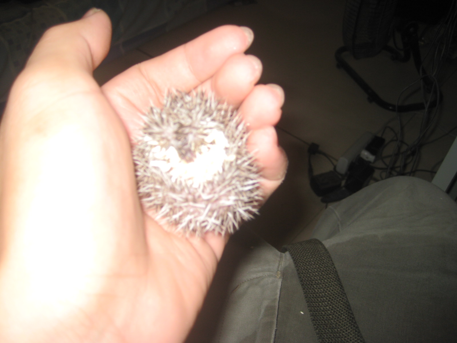 Hedgehogs pet info My cute hedgehogs babies )