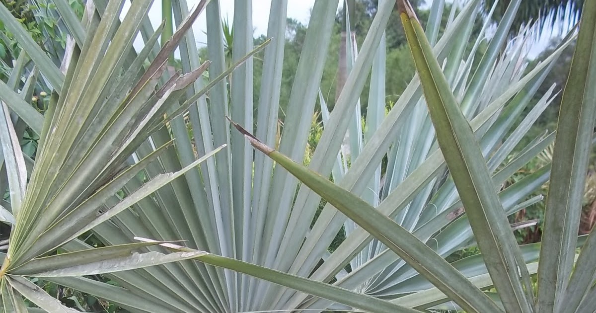 Floricultura e Paisagismo palmeiras ornamentais
