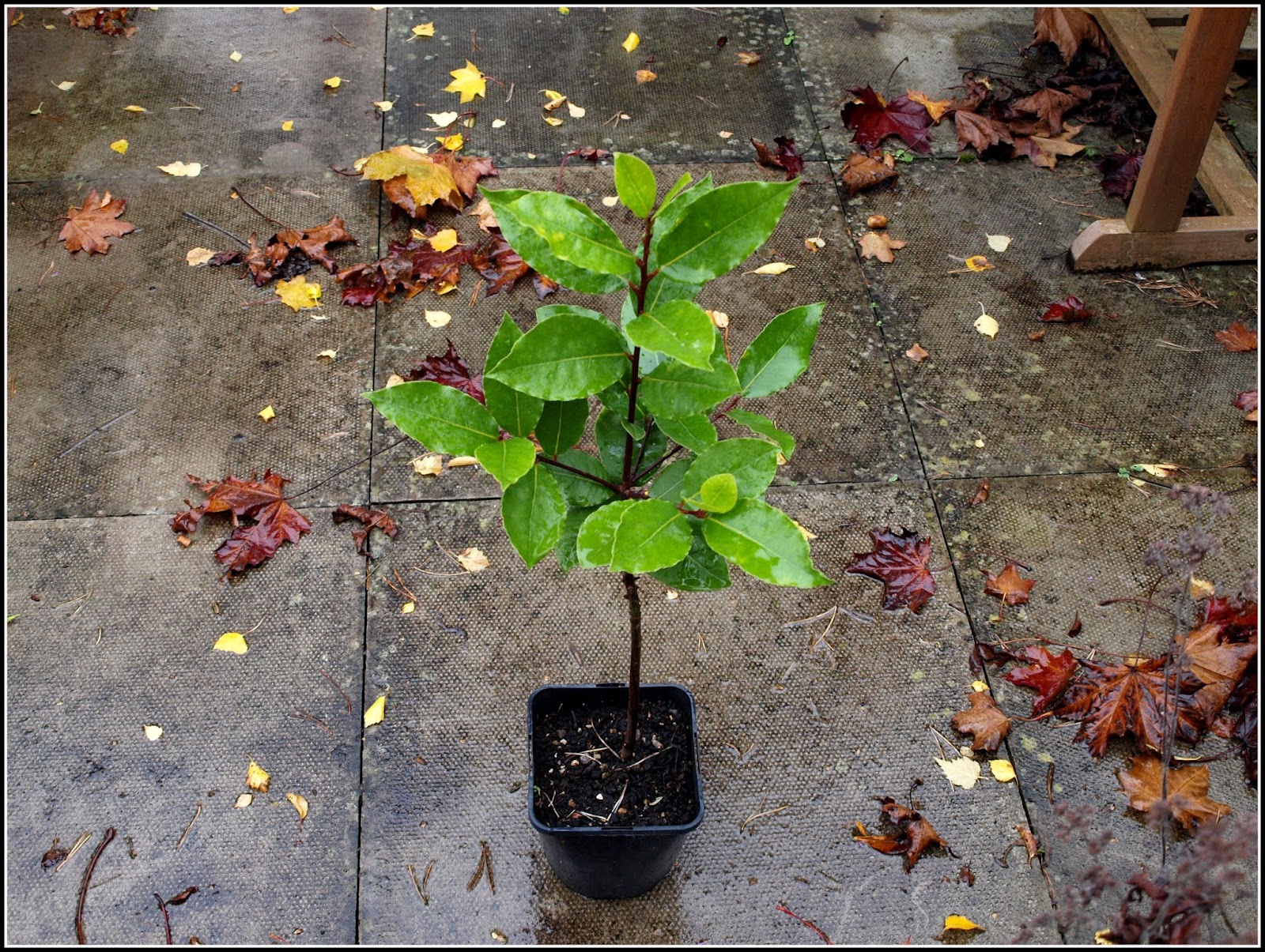 Mark's Veg Plot Starting some new Bay trees