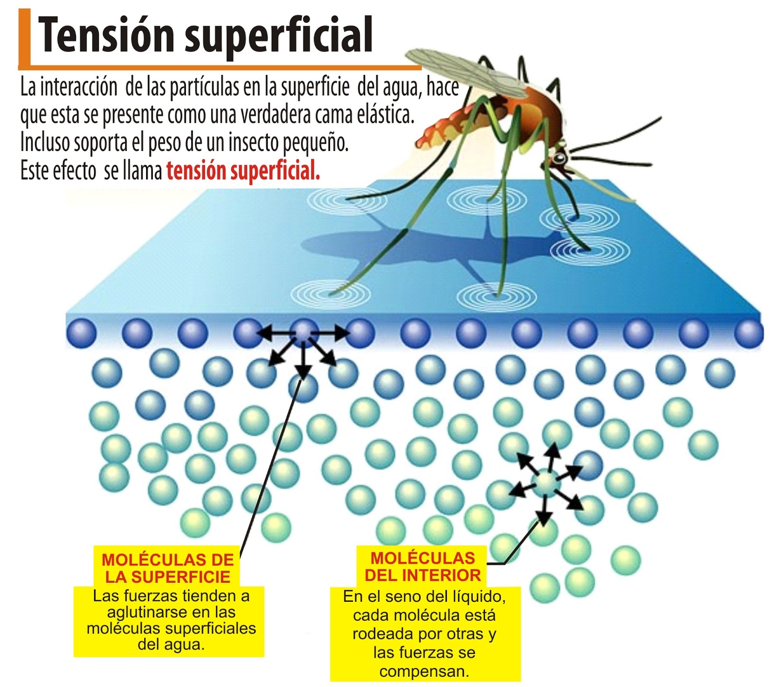 BIOTUBE5 BIOMOLÉCULAS