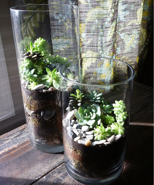 bellewether Succulent Terrariums