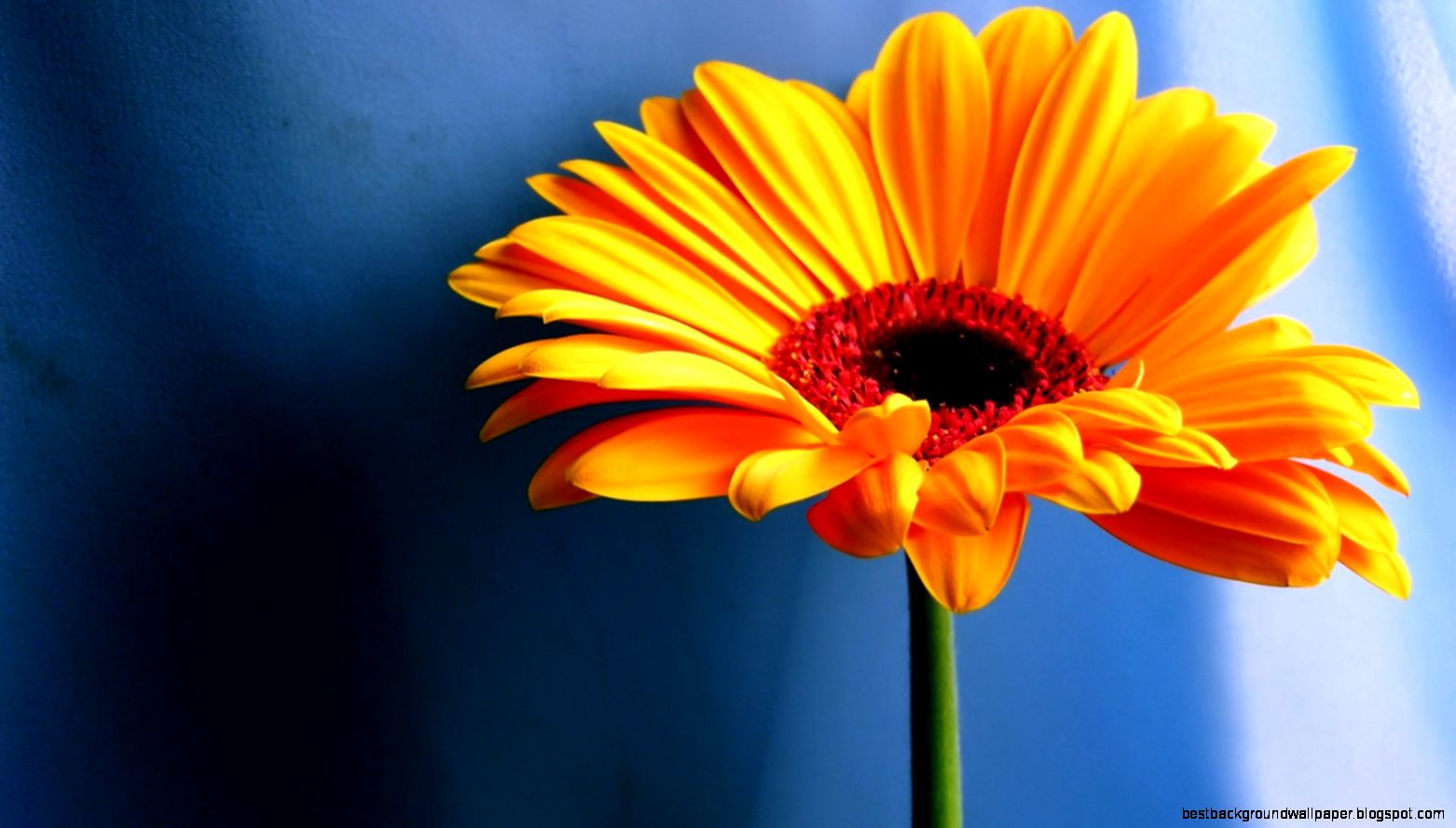 Wallpaper For Desktop Free Flowers Best HD Wallpaper Wallpaper For Desktop Free Flowers Best HD Wallpaper