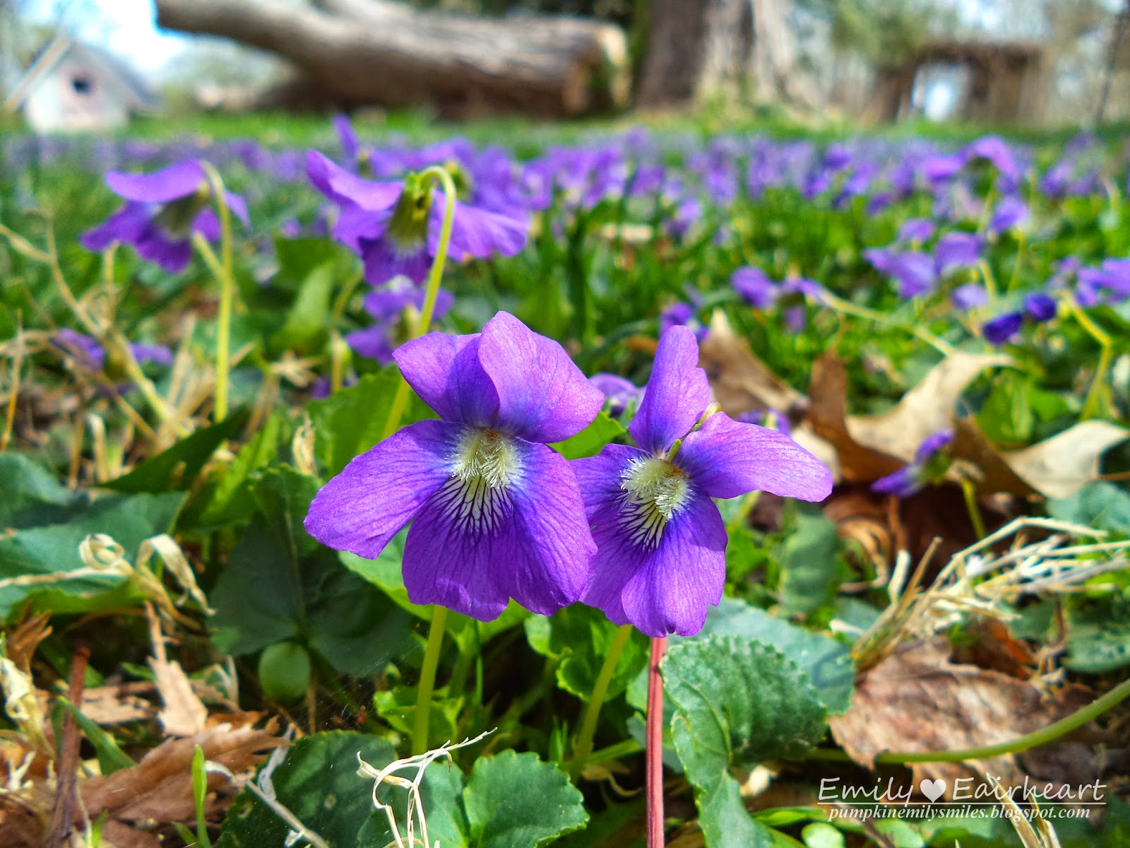 Beautiful Tulips, Wild Violets, and Daffodils Pumpkin Emily Smiles
