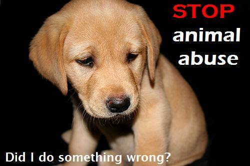 Animal Cruelty And Mistreatment Of Animals