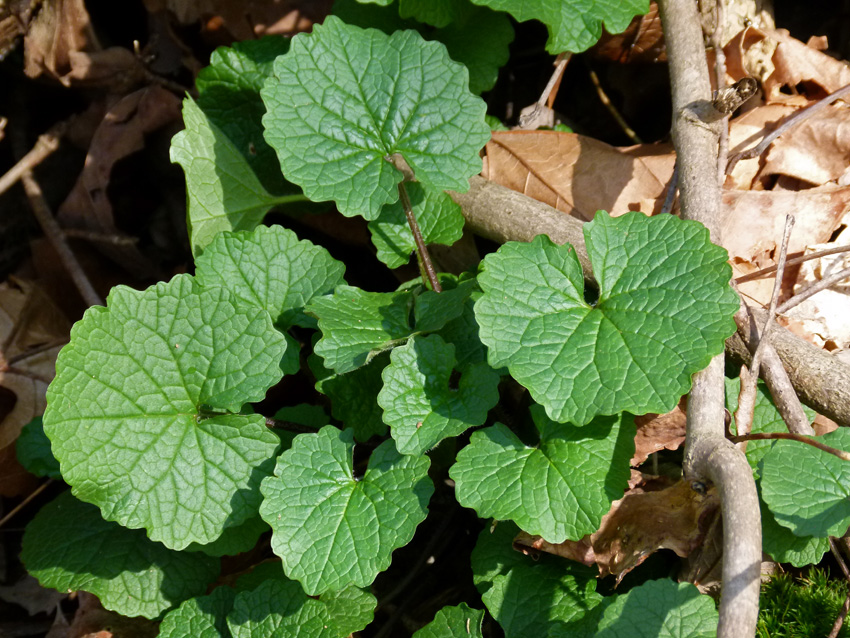 KY Natural Inquirer Early Birds and Blooms