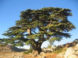 بعض انواع الأشجار الاصلية في الجزائر C%25C3%25A8dre+2