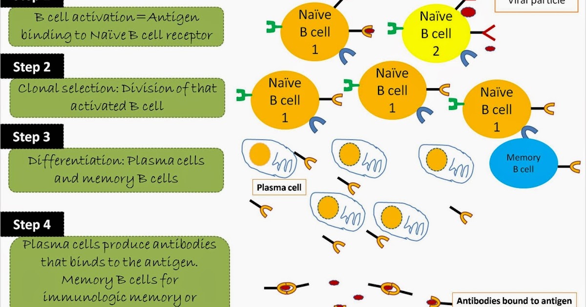 Steps involved in Humoral immune response or Antibody mediated immune