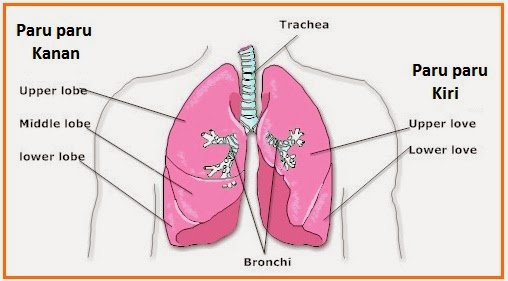 Paru paru dibungkus oleh selaput yang disebut