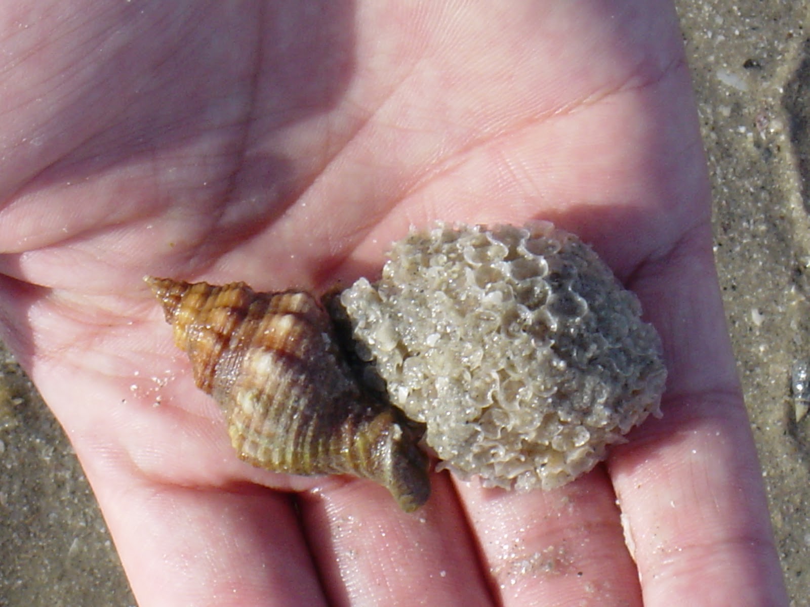 Inkfish LongSuffering Snail Dads Carry Illegitimate Babies