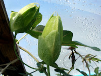 passiflora coerulea buds
