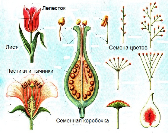 Семена И Их Названия Фото