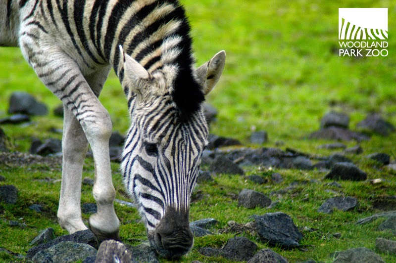 Woodland Park Zoo Blog Watch zebra and giraffe on new Savanna Cam
