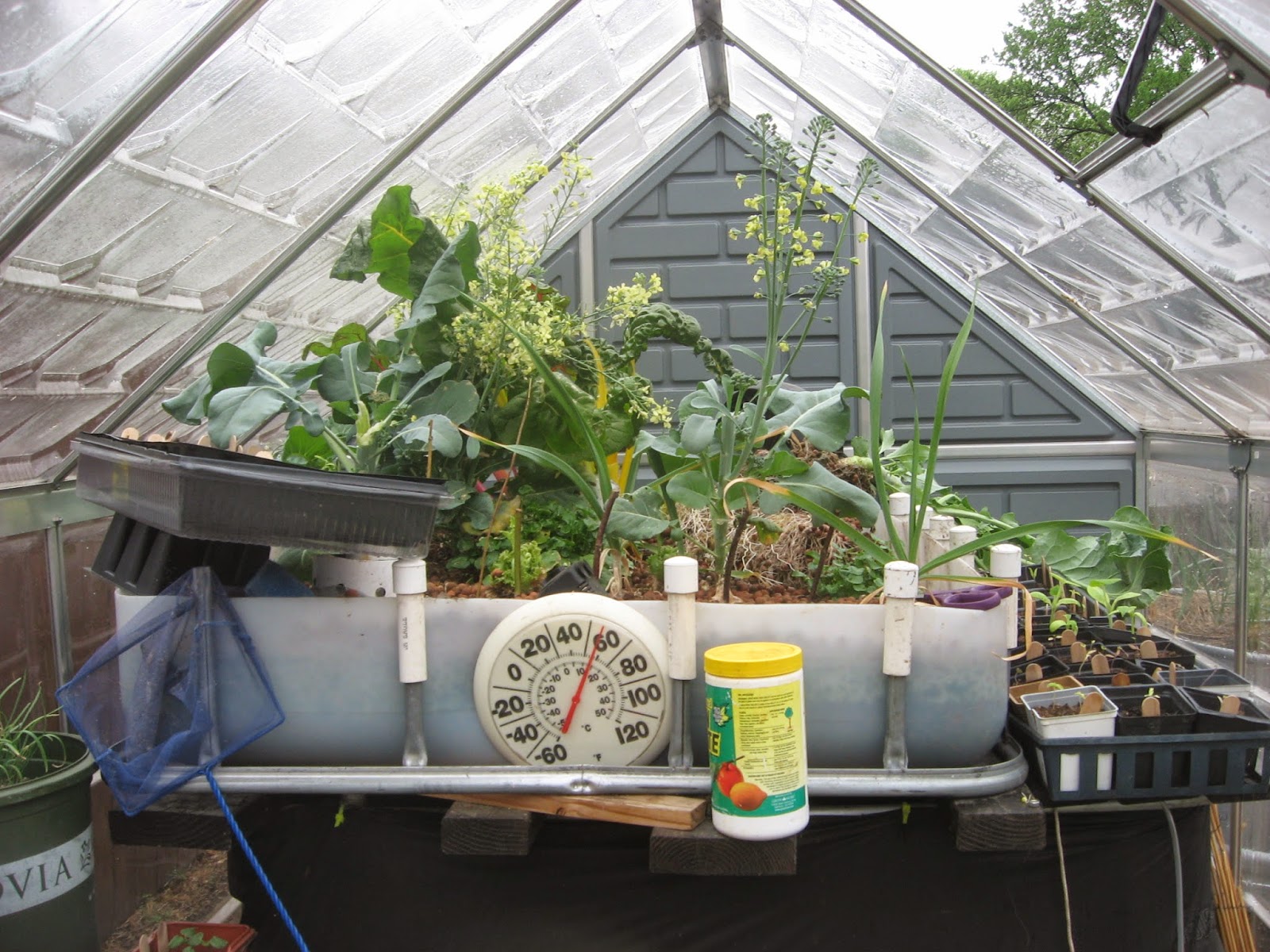 Aquaponics-plants