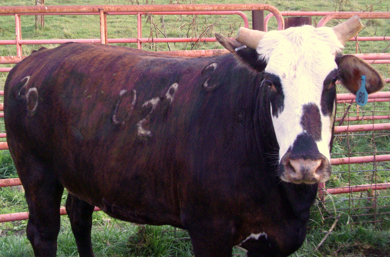 Cow Patty Surprise VOGUE (Giveaway)