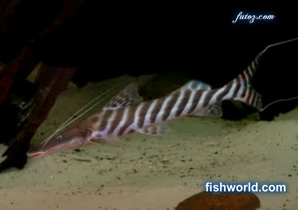 Zebra shovelnose ( Pimelodis catfish ) FISH