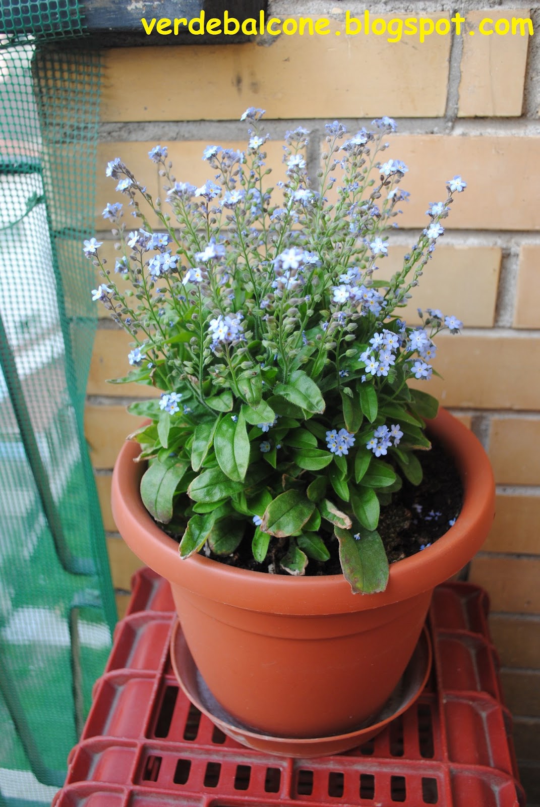 Verde balcone.: Non ti scordar di me (Myosotis), fiore utile e meraviglioso.