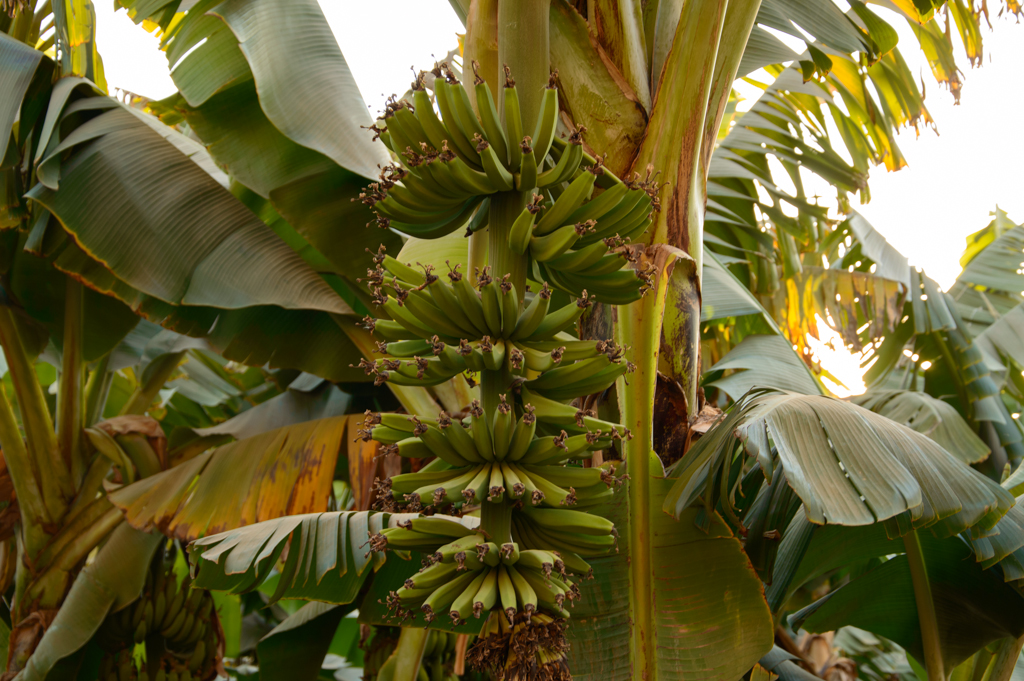 Путешествия: О жизни: Банановое дерево