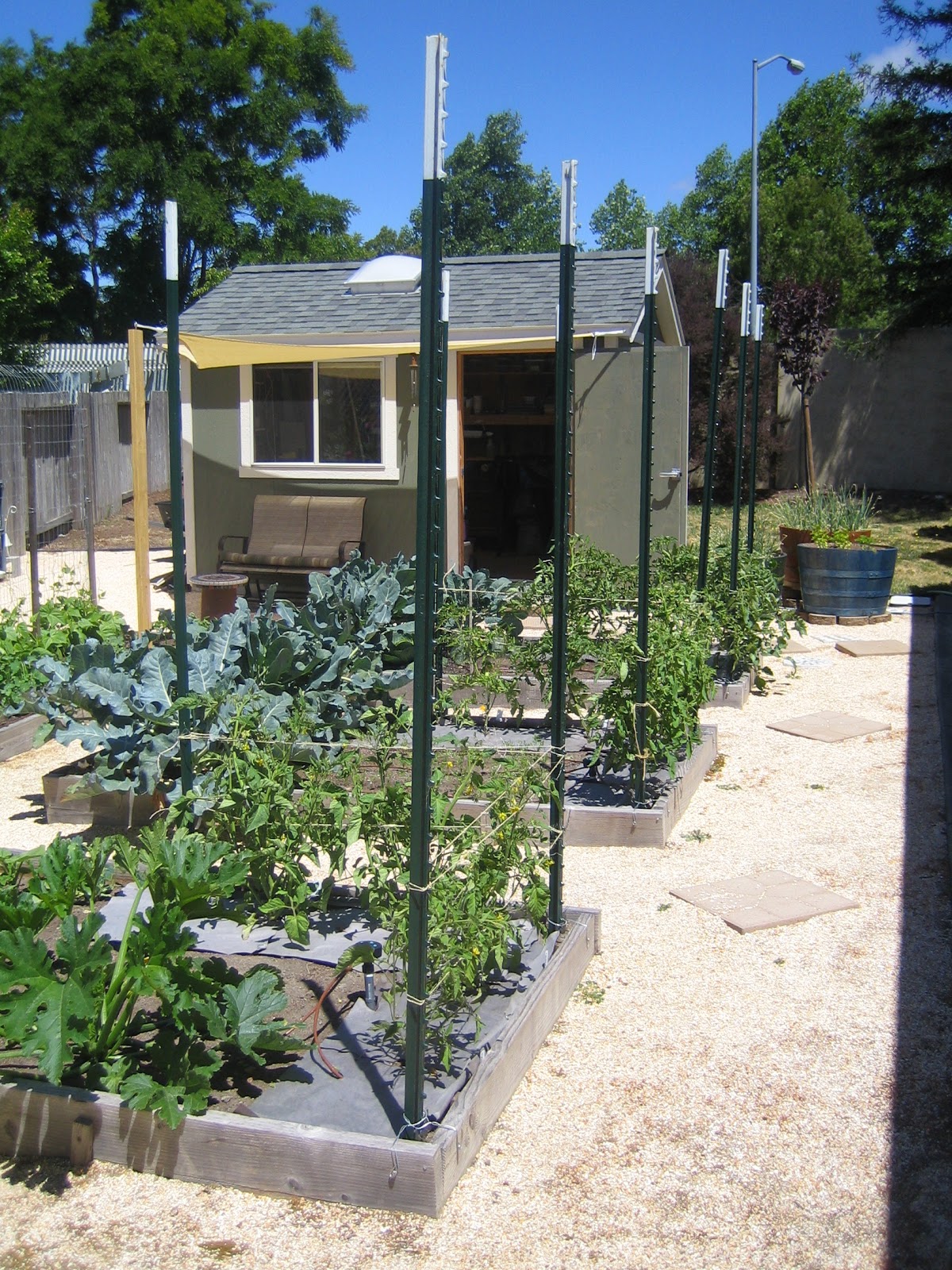 LoriBees Garden How I Stake Tomatoes