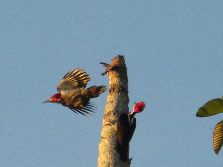 PÁJARO CARPINTERO