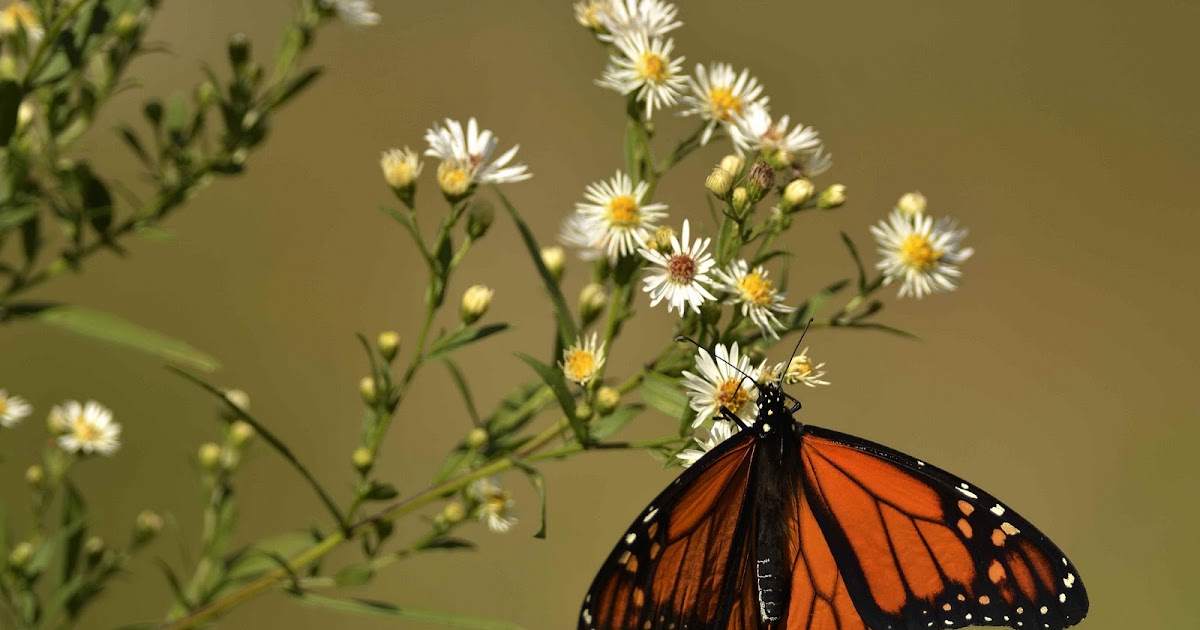 Mark Chitwood Photography Monarch of Wisconsin