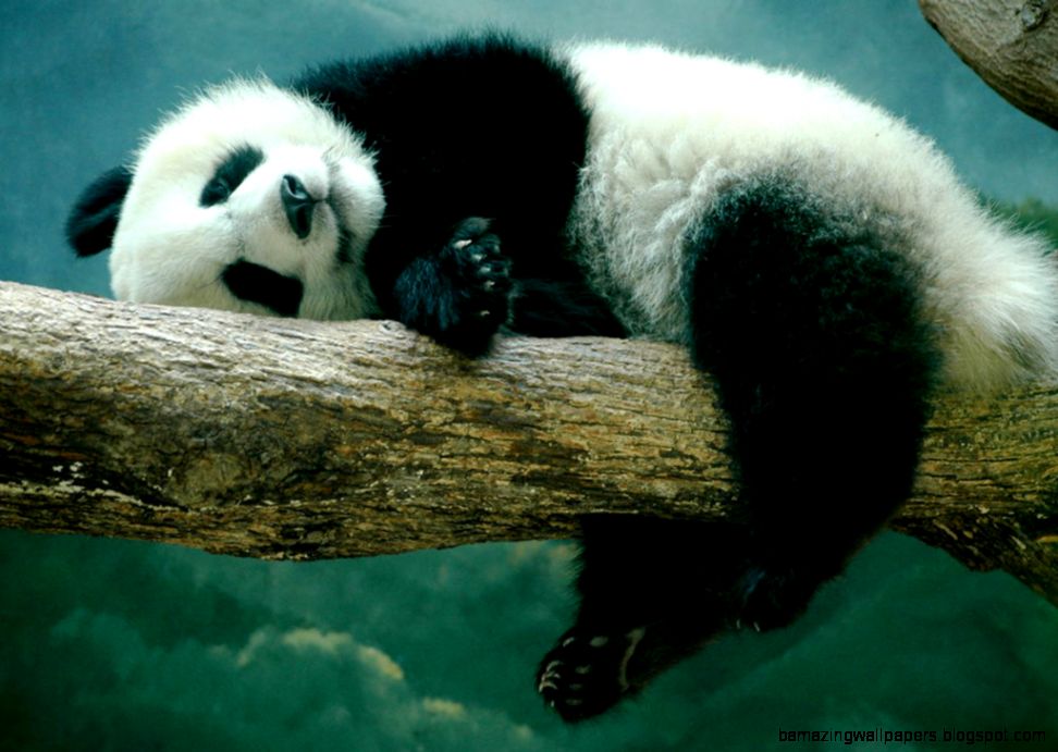 Baby Panda Sleeping Picture Gallery Baby Panda Sleeping Picture Gallery