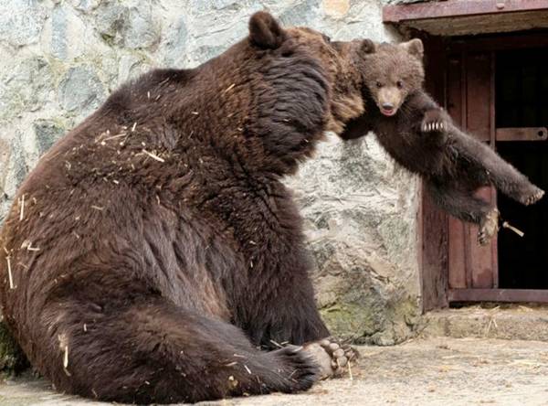Mother+Bear+-+002.jpg