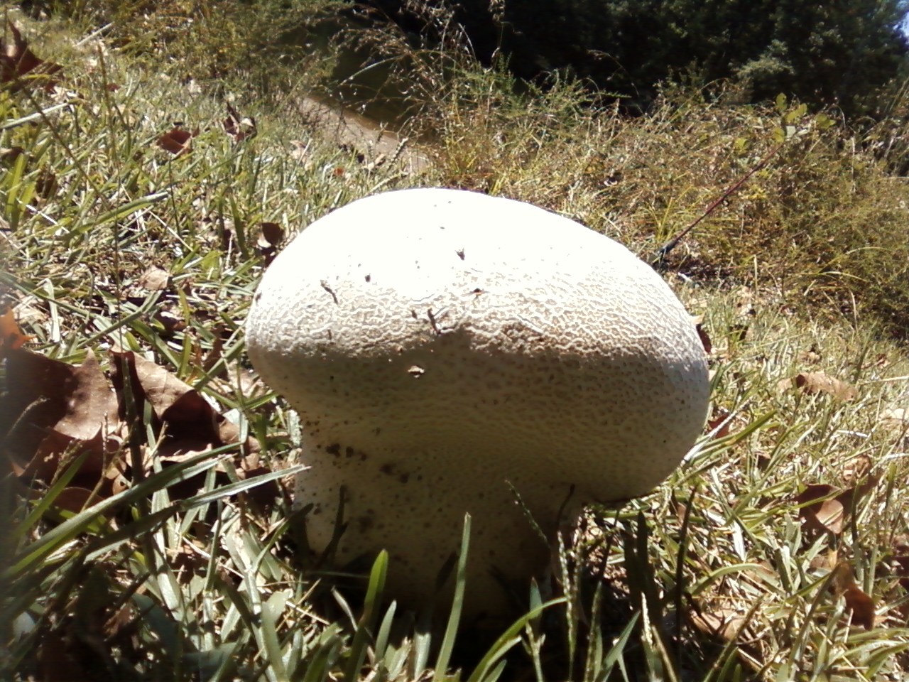 Organic compound def, mushrooms suddenly growing garden, food and wine