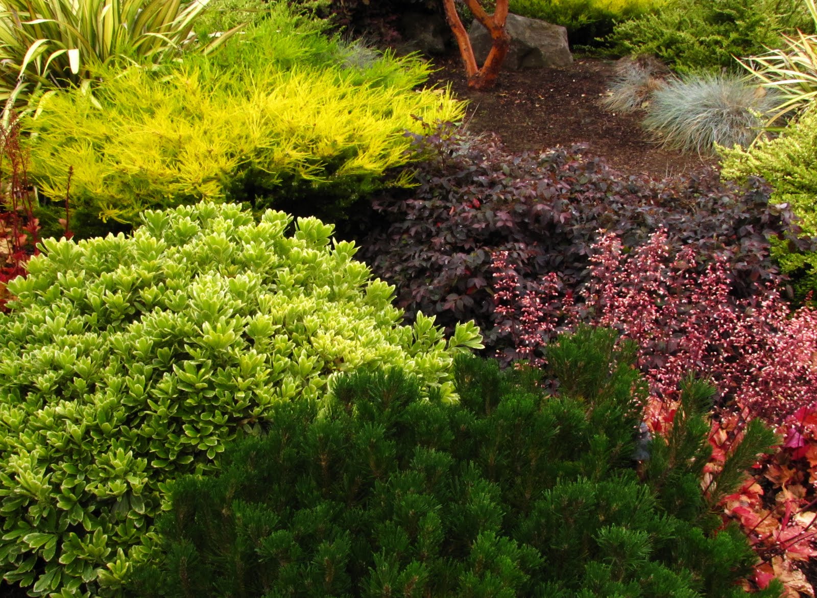 Threatened Aromatic Species V1 21 Cropwatch