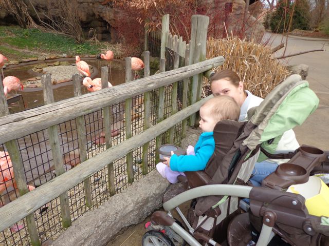 Happy Birthday Janet Stevens January 17 Happy Birthday Author