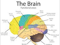 Cerebral Cortex Diagram Cerebral Cortex Diagram