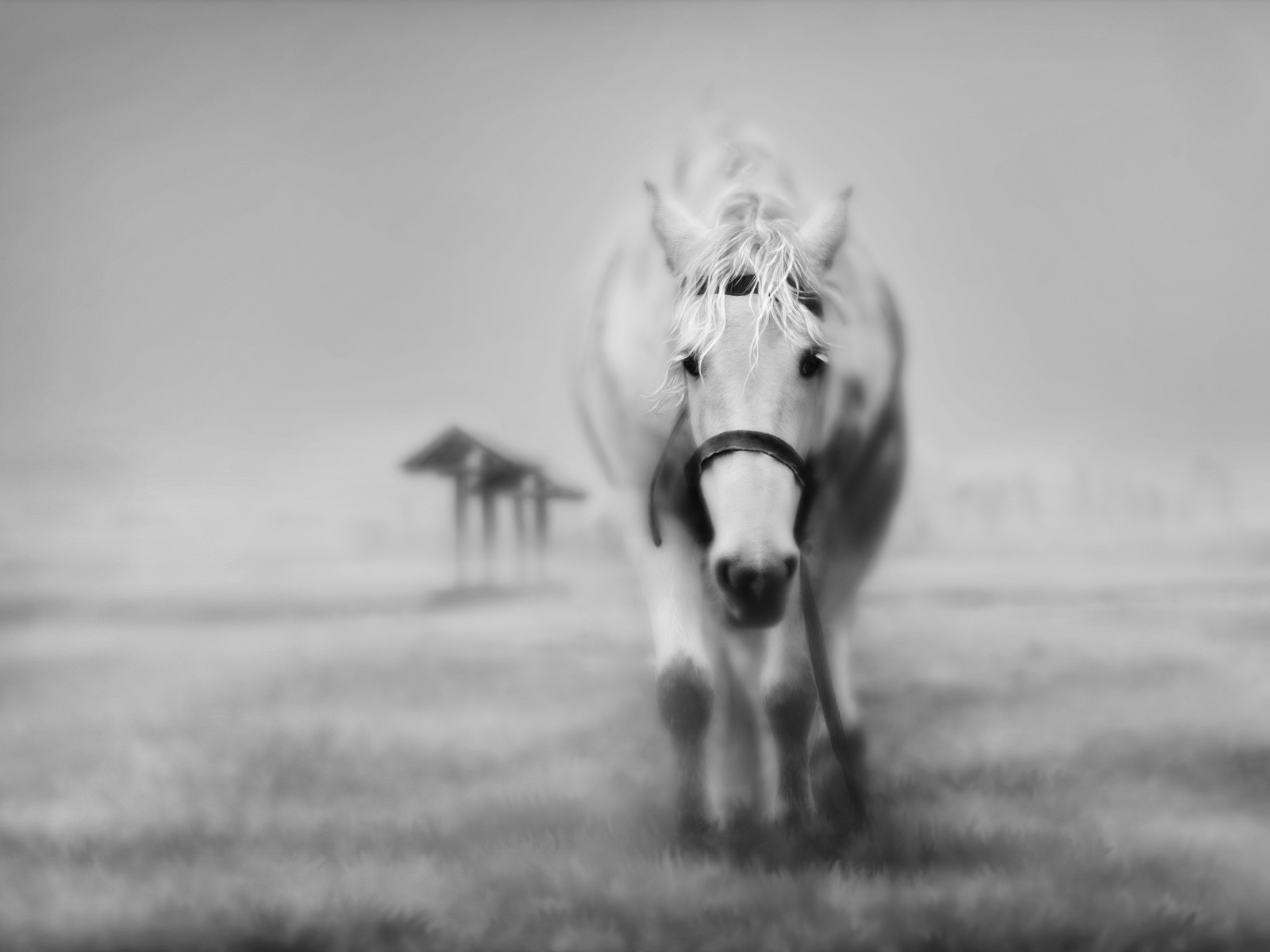 White Horses Wallpapers - Entertainment Only