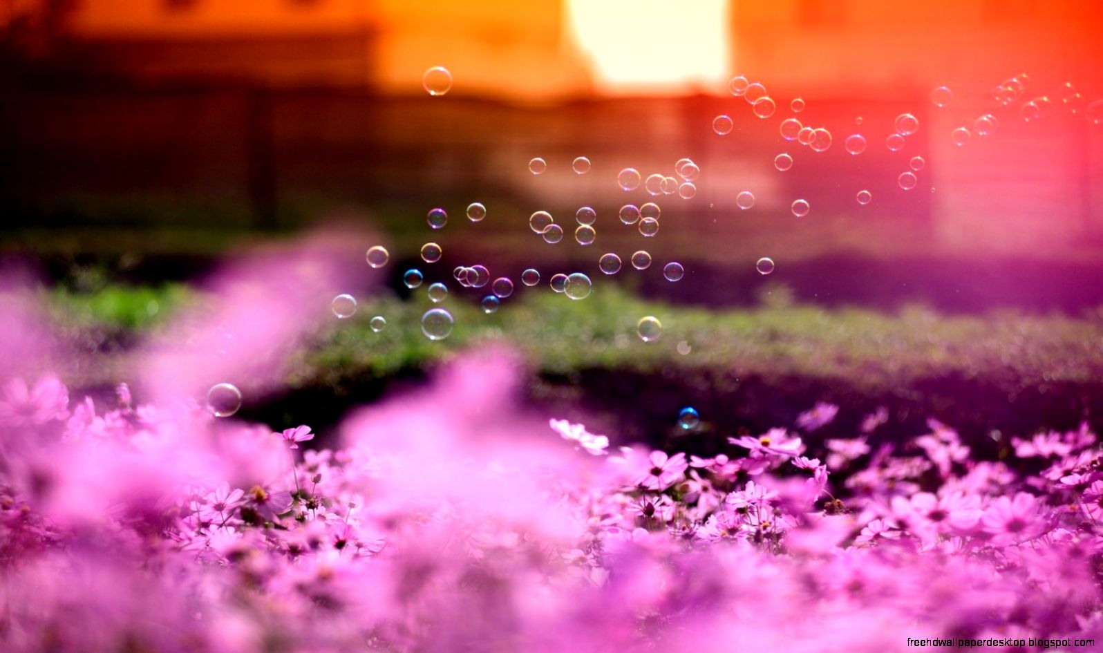 flowers pink bubbles daisies sunset plants photo hd wallpaper flowers pink bubbles daisies sunset plants photo hd wallpaper