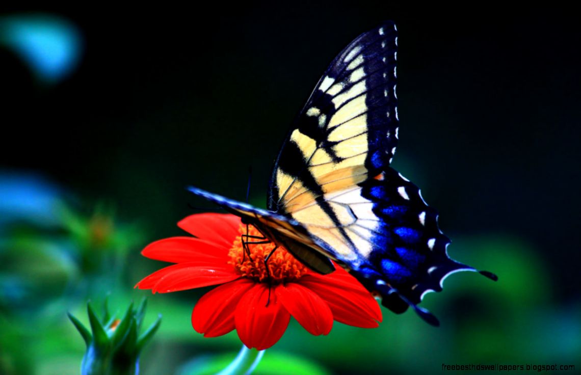 Free Butterfly Desktop Free Butterfly Desktop