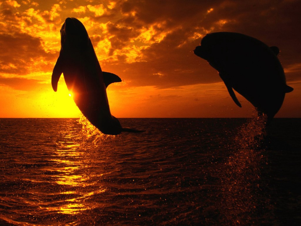 http://3.bp.blogspot.com/-rsN2QmN1niY/TjYQCZhV3LI/AAAAAAAAK2Y/Lvkfc5cdCV4/s1600/free-wallpaper-nature-080.jpg