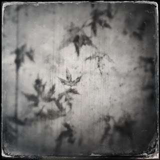 ghost, leaves, stains, photography, fall, ephemeral, temporary, progressive moments, art practice, walking