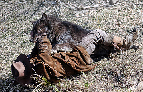 wolf.jpg