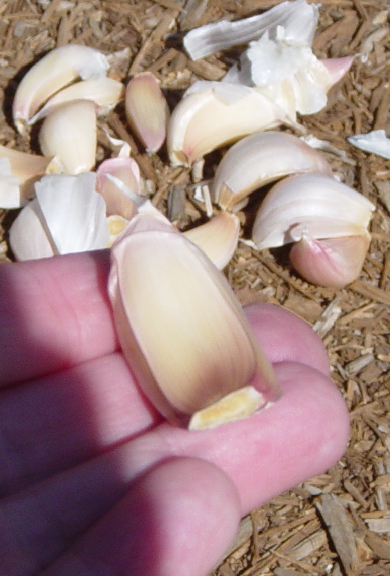 Garden Ally Easy to Grow Garlic