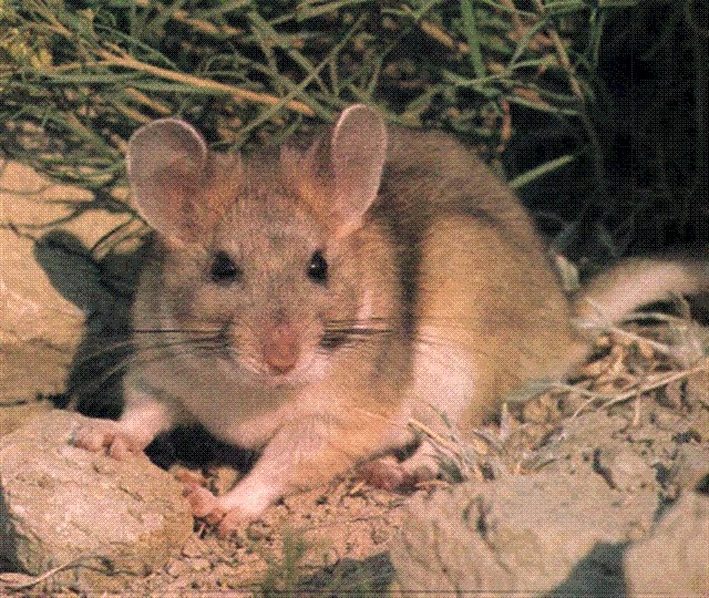 packrat animal packrat animal