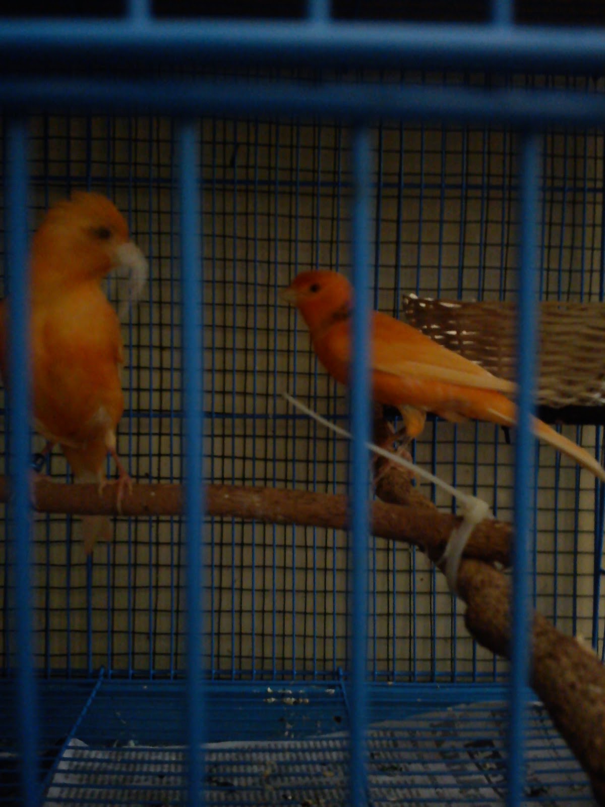 Trend Burung Kenari Merah Lokal