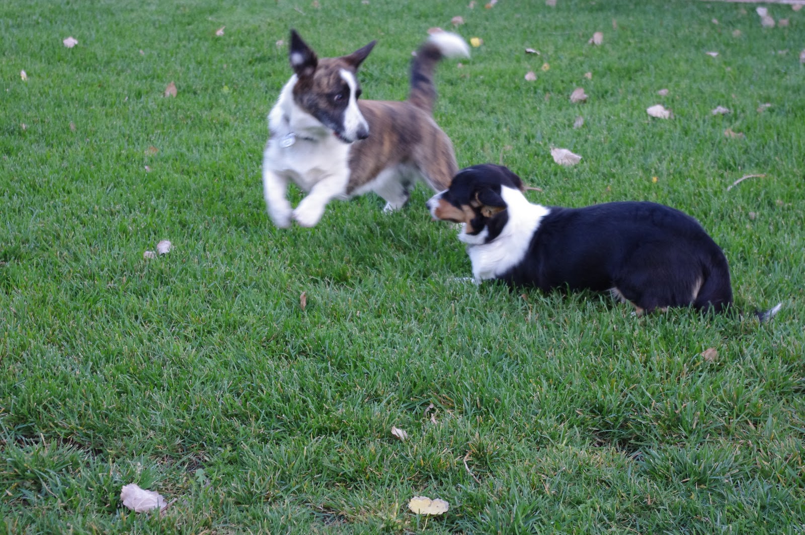 DARBY'S & PUMPKIN'S DAILY Cool weather; frisky dogs