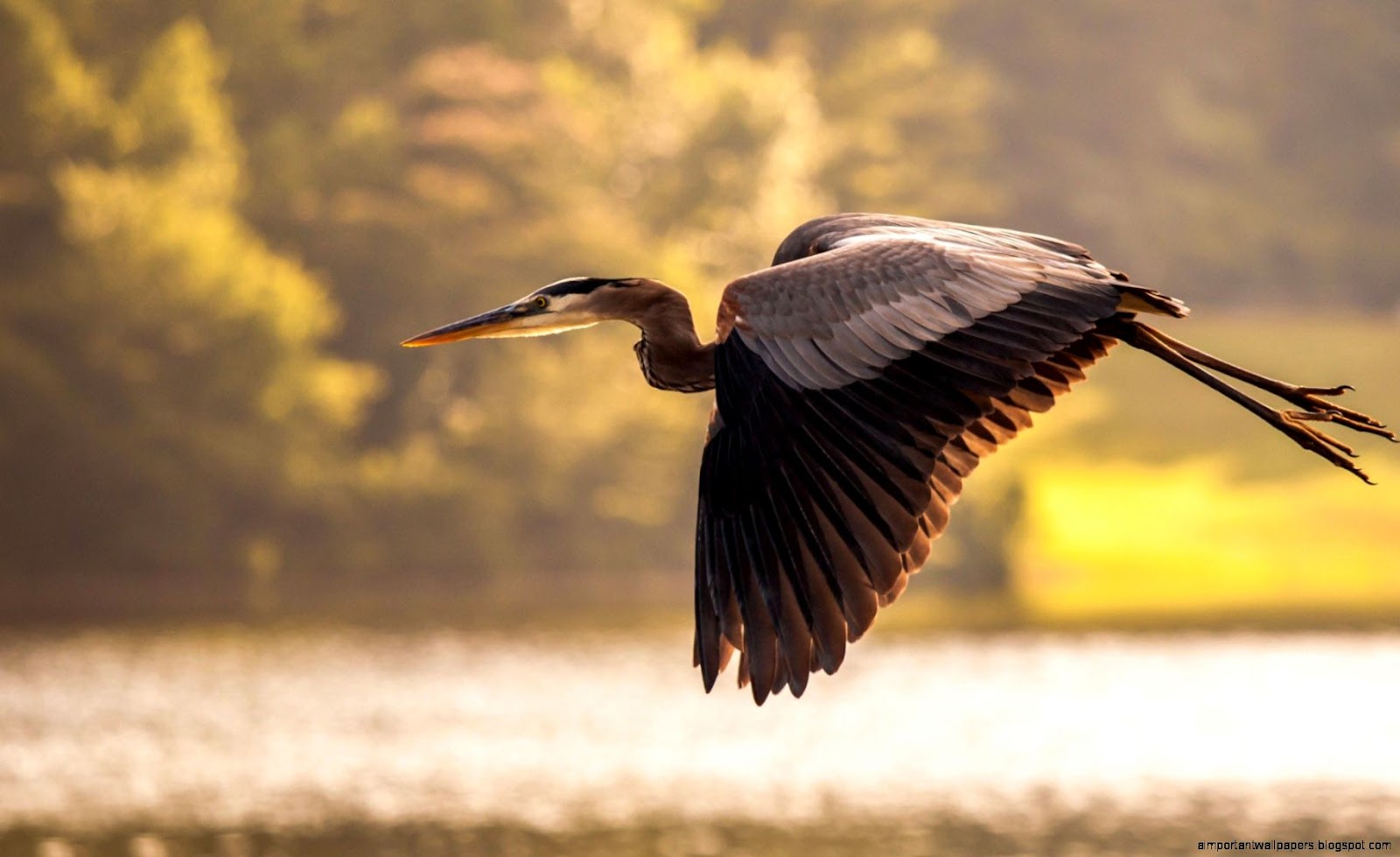 Crane Bird Flying Crane Bird Flying