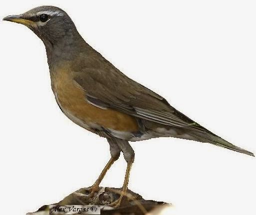 14 Jenis Burung Punglor Dan Macam Macam Punglor Di Indonesia